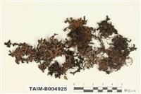 藏品(瘤綿腹衣)的圖片